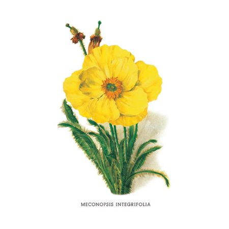 Buy Enlarge 0-587-03635-4P12x18 Meconopsis Integrifolia- Paper Size P12x18