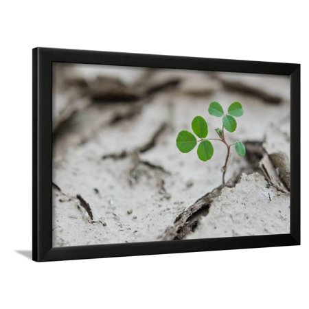 Sapling and Mud Cracks Framed Print Wall Art By Eddie Soloway