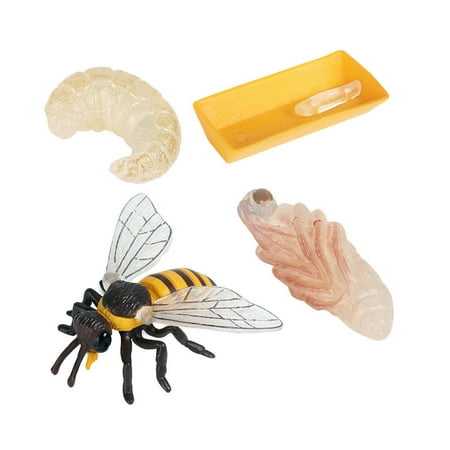 1 Set/4pcs Simulation Bee Life Cycle Model Bee Cognitive Model Toys for Kids