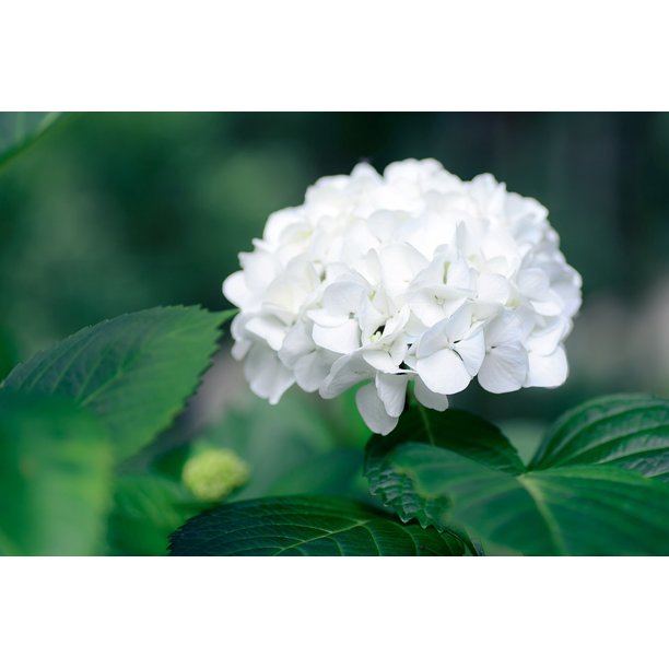 peel-n-stick poster of natural in the early summer green plant leaf poster print 24x16 adhesive sticker poster print