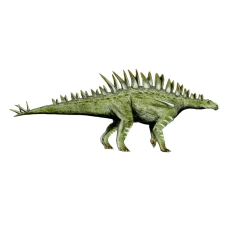 Huayangosaurus dinosaur Canvas Art - Nobumichi TamuraStocktrek Images (17 x 13)