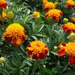 French Marigold ORANGE FLAME Double Dwarf Beneficial Plant Non-GMO 100 Seeds!