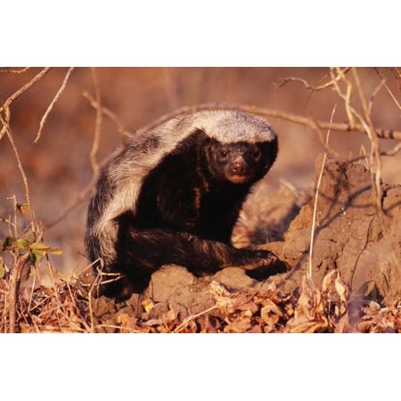 Honey Badger Print Wall Art