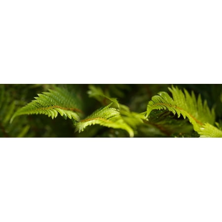 Close-up of ferns Canvas Art - Panoramic Images (27 x 9)