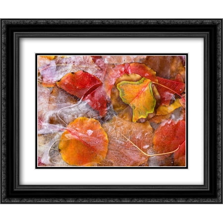 Cottonwood frozen leaves, North America 2x Matted 24x20 Black Ornate Framed Art Print by Fitzharris, Tim