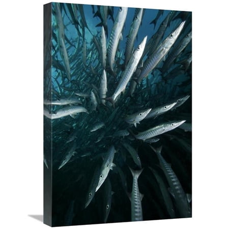 16 x 24 in. Chevron Barracuda School, Sipadan Island, Celebes Sea, Borneo, Malaysia Art Print - Hiroya Minakuchi