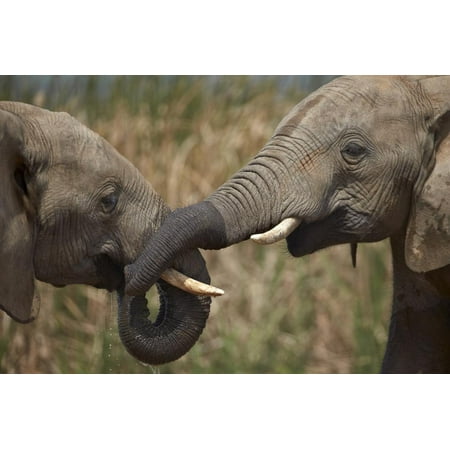 Two African Elephant (Loxodonta Africana) Playing Print Wall Art By James Hager