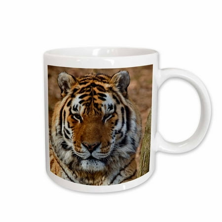 3dRose Bengal Tiger Louisville Zoo Louisville Kentucky - US18 AJE0301 - Adam Jones Ceramic Mug 15-ounce
3dRose Bengal Tiger Louisville Zoo Louisville Kentucky - US18 AJE0301 - Adam Jones Ceramic Mug 15-ounce