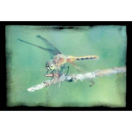 Paper Wings Poster Print by Roberta Murray