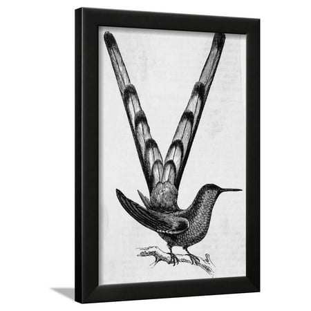 Bar-Tailed Hummingbird Framed Print Wall Art