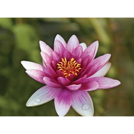 Bloomsz Nymphaea Water Plant Lily Attraction, Root / Flower Bulb