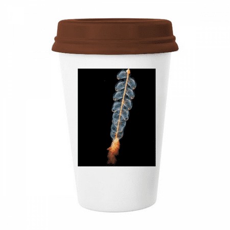 Ocean Jellyfish Science Nature Picture Mug Coffee Drinking Glass Pottery Cerac Cup Lid
Ocean Jellyfish Science Nature Picture Mug Coffee Drinking Glass Pottery Cerac Cup Lid