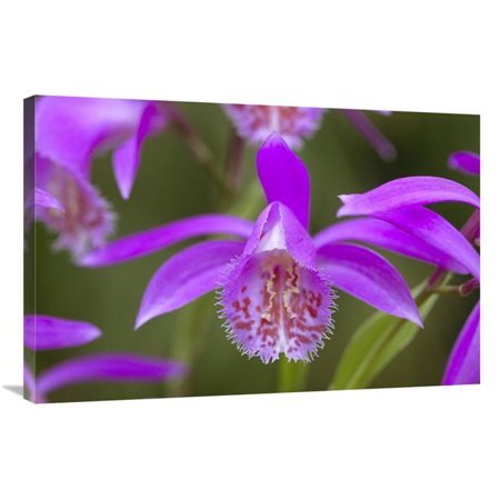 24 x 36 in. Orchid Flower Art Print - Visionspictures