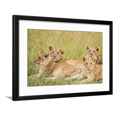 Kenya, Maasai Mara, Mara Triangle, Mara River Basin, Lioness with Cubs Framed Print Wall Art By Alison Jones