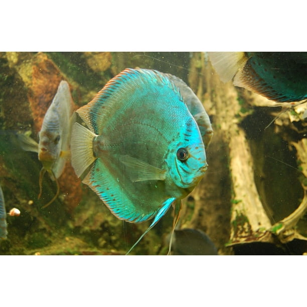 canvas print discus cichlid fish swim aquarium water stretched canvas 10 x 14