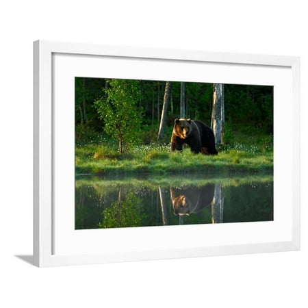 Big Brown Bear Walking around Lake in the Morning Sun. Dangerous Animal in the Forest. Wildlife Sce Framed Print Wall Art By Ondrej Prosicky