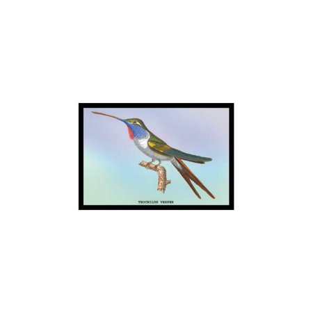 Hummingbird: Trochilus Vesper Print (Unframed Paper Print 20x30)