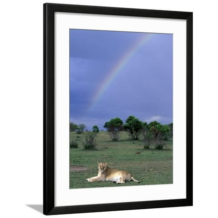 Lioness Resting Under Rainbow, Masai Mara Game Reserve, Kenya Framed Print Wall Art By Paul Souders