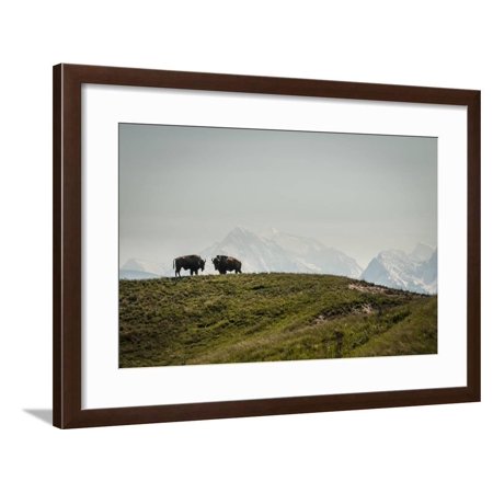Bison on the National Bison Range, Montana Framed Print Wall Art By Steven Gnam