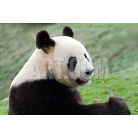 Big Panda Print Wall Art By Thomas LENNE
