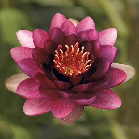 Bloomsz Nymphaea Water Plant Lily Nero, Root / Flower Bulb Bloomsz Nymphaea Water Plant Lily Nero, Root / Flower Bulb