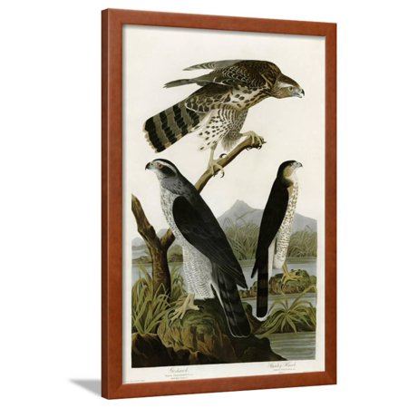 Goshawk Stanley Hawk Framed Print Wall Art