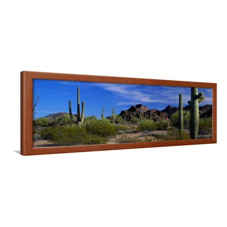Saguaro Cactus Sonoran Desert Scene Saguaro National Park Arizona USA Framed Print Wall Art