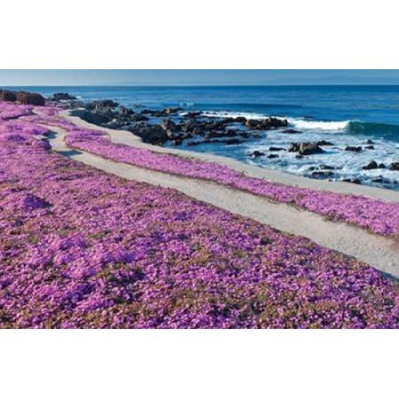 Fuschia Flowers Poster Print by Dennis Frates