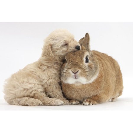 Bichon Frise Cross Yorkshire Terrier Puppy, 6 Weeks, Asleep on Netherland Dwarf Cross Rabbit Print Wall Art By Mark Taylor