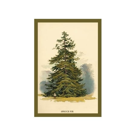 Spruce Fir Tree Print (Unframed Paper Print 20x30)