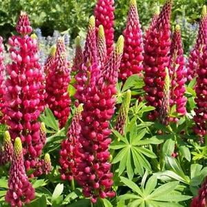 Russell Lupine MY CASTLE Red Perennial Hummingbirds Bees LOVE! Non-GMO 20 SEEDS