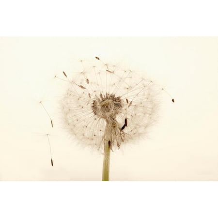 Close-up Dandelion seeds Print Wall Art
