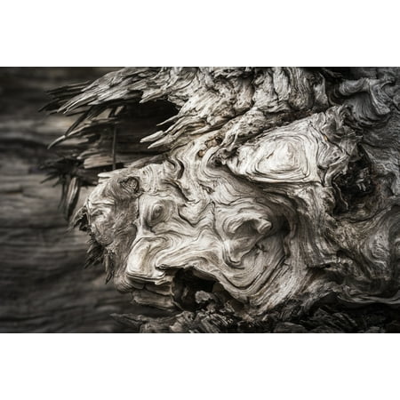 Patterns are found in the driftwood at Willapa Bay on the Washington Coast Bay Center Washington United States of America Canvas Art - Robert L Potts Design Pics (19 x 12)