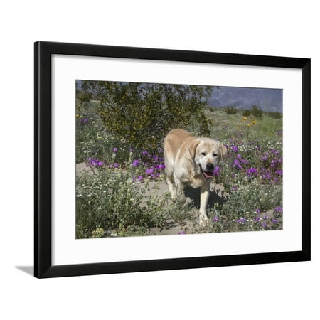 Yellow Labrador Retrievers standing in a field of desert wildflowers Framed Print Wall Art By Zandria Muench Beraldo
