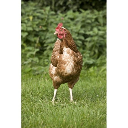 Rooster Poster Print, Large - 24 x 36