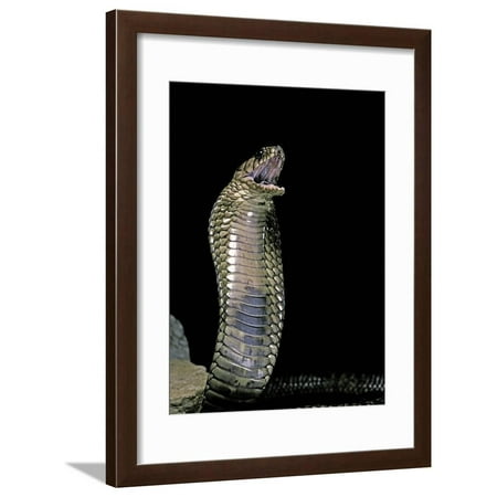 Naja Haje (Egyptian Cobra) Framed Print Wall Art By Paul Starosta