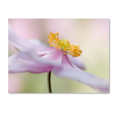 Trademark Fine Art 'Japanese Anemone' Canvas Art by Mandy Disher