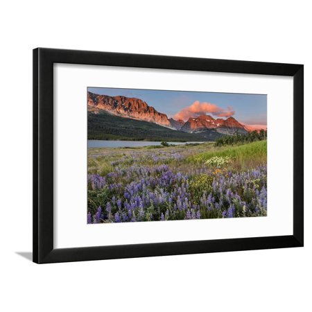Prairie Wildflowers in Meadow in Glacier National Park, Montana, Usa Framed Print Wall Art By Chuck Haney