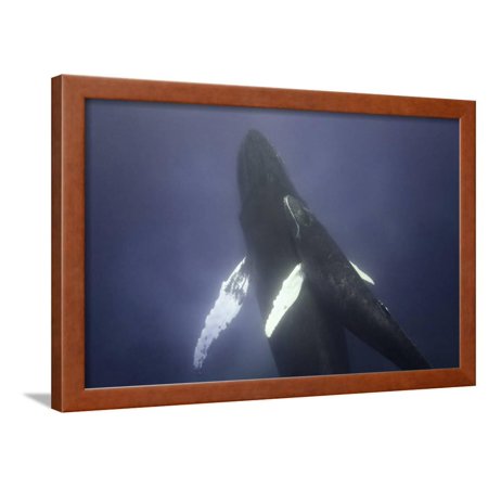 Humpback Mother and Calf Framed Print Wall Art By DLILLC