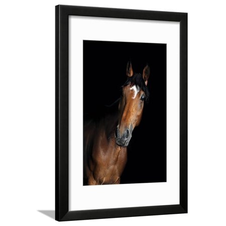 Horse Framed Print Wall Art By Fabio Petroni