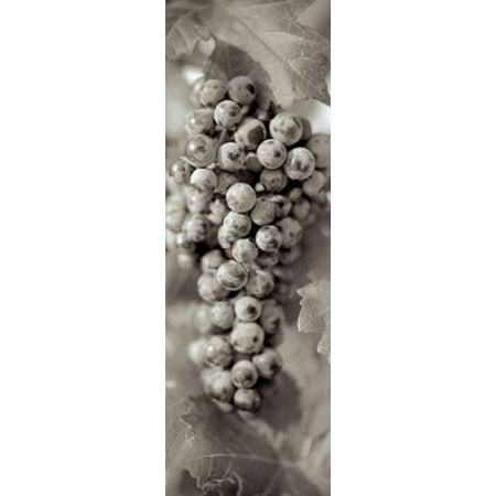 Grapes Pano - 14 Poster Print by Alan Blaustein