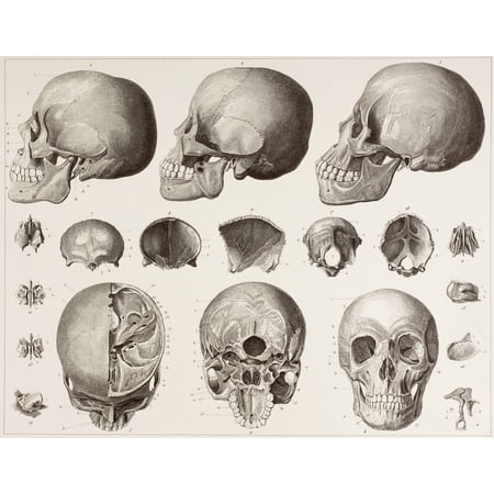 Bones Of The Head After A 19Th Century Print Stretched Canvas - Ken Welsh Design Pics (32 x 26)