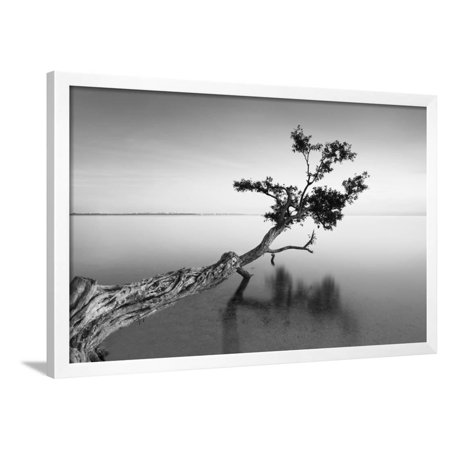 Water Tree IX Framed Print Wall Art By Moises Levy