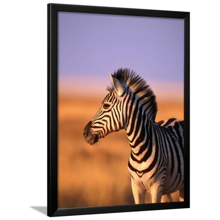 Portrait of Young Burchells Zebra (Equus Burchelli), Etosha National Park, Namibia Framed Print Wall Art By Andrew Parkinson