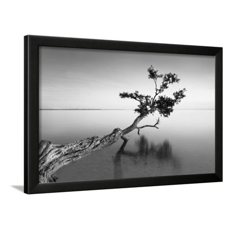 Water Tree IX Framed Print Wall Art By Moises Levy