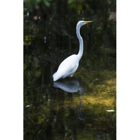 Homosassa Springs State Park, Florida: a Great Egret Fishes in the Water Print Wall Art By Brad Beck