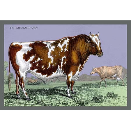 British Short Horn Fine art canvas print (20" x 30")