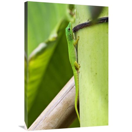 24 x 36 in. Andaman Day Gecko, India Art Print - Konrad Wothe