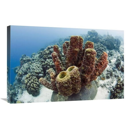 20 x 30 in. Brown Tube Sponge, Bonaire, Netherlands Antilles, Caribbean Art Print - Pete Oxford
