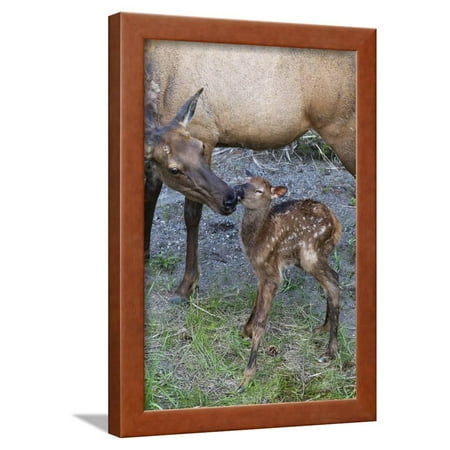 Rocky Mountain Cow Elk with Newborn Calf Framed Print Wall Art By Ken Archer